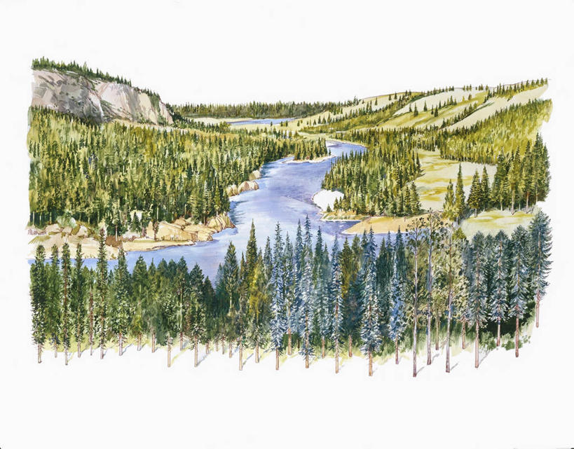 无人,横图,俯视,插画,室外,白天,数码,科技,河流,森林,山,阴影,网络,地形,山谷,高光,几何,计算机图形,合成,图画,画,风景,宁静,环境,电脑合成图,数码合成图,生物学,合成图,针叶林,漫画,写实,具体,具象,针叶树,彩图,高角度拍摄