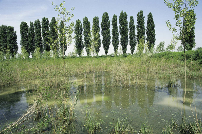 无人,横图,室外,白天,旅游,度假,河流,美景,植物,意大利,欧洲,一排,整齐,反射,池塘,景观,流水,云,图像,娱乐,树,排列,天空,自然,享受,休闲,概念,景色,放松,摄影,肮脏,生长,宁静,地中海文化,队列,南欧,自然风光,水生植物,主题,自然现象,白杨,威尼托大区,邋遢,落叶树,构图,龌龊,污秽,三角洲,死水,彩图,旅行,时空,传统文化,波河