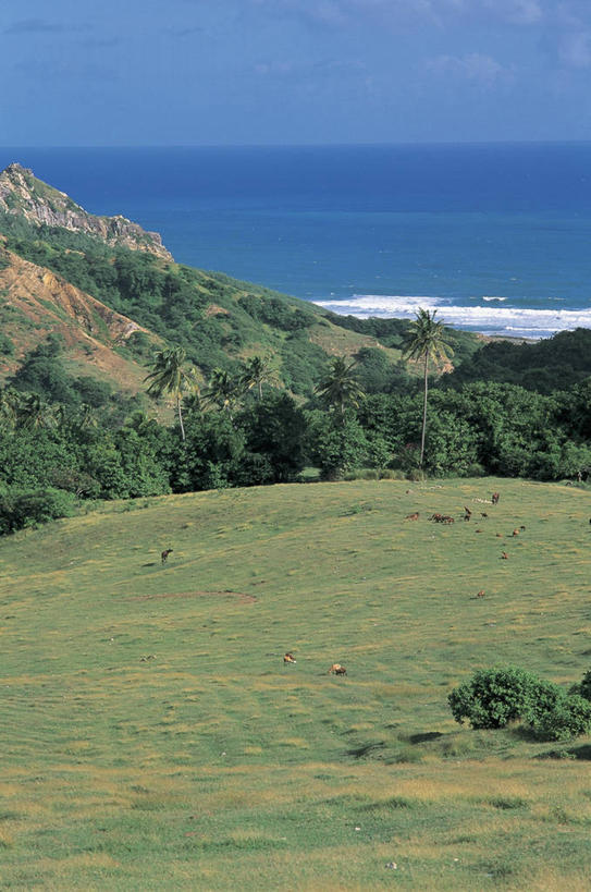 无人,竖图,俯视,室外,白天,旅游,度假,牧场,草原,海浪,海洋,美景,山,水,植物,棕榈树,哺乳动物,牛,野生动物,英国,加勒比海,巴巴多斯,岛,地平线,景观,水平线,田地,云,图像,娱乐,苏格兰,草,树,风景,天空,自然,动物,波浪,享受,休闲,概念,家畜,景色,大西洋,放松,摄影,牲畜,食草动物,宁静,北美,西印度群岛,自然风光,主题,美洲,自然现象,野地,视角,偶蹄目,地貌,母牛,小安的列斯群岛,构图,圣安德鲁斯,海滩,彩图,高角度拍摄,时空,脊椎动物亚门