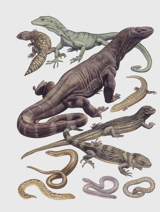 无人,竖图,插画,白色背景,数码,科技,野生动物,蜥蜴,阴影,科学,网络,蛇,高光,几何,计算机图形,合成,图像,图画,画,白色,动物,电脑合成图,数码合成图,生物学,合成图,主题,漫画,计算机制图,石龙子,泉龙,猪婆蛇,四脚蛇,写实,具体,具象,蜴,构图,巨蜥,彩图,动物学,脊椎动物亚门