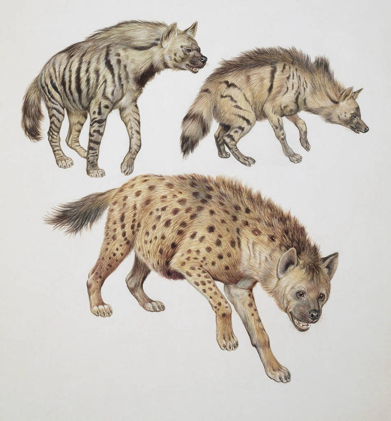 无人,竖图,插画,特写,白色背景,数码,科技,哺乳动物,野生动物,三只,阴影,科学,网络,高光,几何,计算机图形,合成,图像,图画,画,白色,动物,生物,电脑合成图,数码合成图,生物学,合成图,野狗,主题,漫画,计算机制图,鬣狗,写实,具体,具象,构图,彩图,动物学