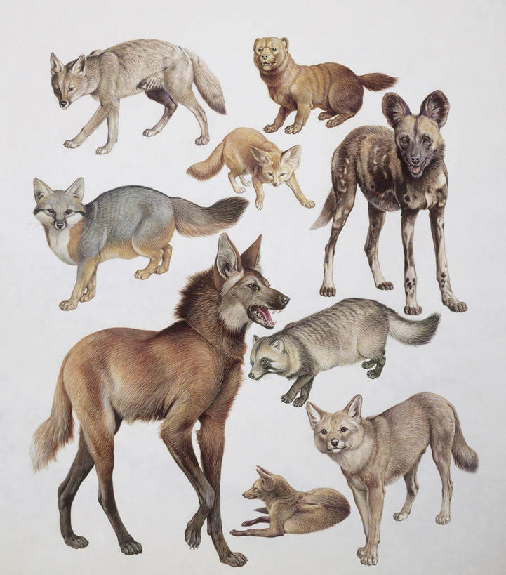 无人,竖图,插画,特写,白色背景,数码,科技,哺乳动物,野生动物,阴影,科学,网络,高光,几何,计算机图形,合成,图像,图画,画,白色,动物,电脑合成图,数码合成图,生物学,合成图,野狗,主题,漫画,计算机制图,写实,具体,具象,构图,彩图,动物学