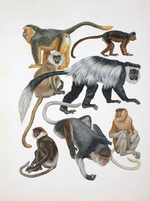 无人,竖图,插画,特写,白色背景,数码,科技,哺乳动物,野生动物,猴子,阴影,科学,网络,高光,几何,计算机图形,合成,图像,图画,画,白色,动物,生物,电脑合成图,数码合成图,生物学,合成图,狐猴,主题,漫画,计算机制图,灵长目,写实,具体,具象,构图,彩图,原猴,动物学,脊椎动物亚门