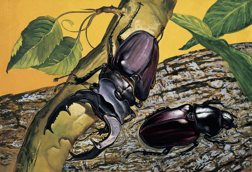 无人,横图,插画,室外,特写,白天,数码,科技,植物,野生动物,叶子,阴影,科学,网络,昆虫,天牛,枝,高光,几何,计算机图形,合成,图像,图画,无脊椎动物,画,树,树干,动物,两只,电脑合成图,数码合成图,生物学,合成图,主题,甲虫,漫画,计算机制图,鹿角锹虫,写实,具体,具象,构图,彩图,时空,动物学