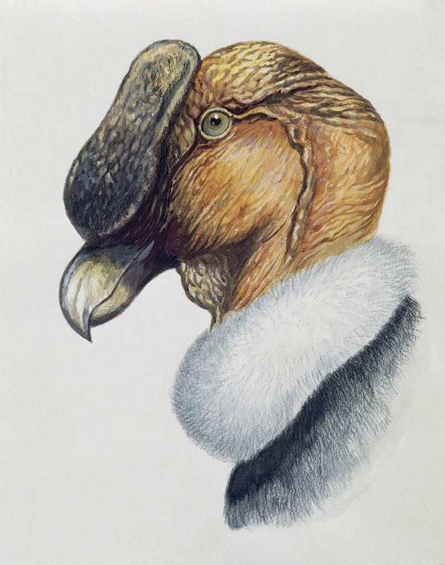 无人,竖图,插画,特写,白色背景,数码,科技,野生动物,阴影,网络,鸟类,高光,几何,计算机图形,合成,图像,图画,画,白色,动物,电脑合成图,数码合成图,生物学,合成图,主题,漫画,喙,计算机制图,写实,具体,具象,构图,安第斯秃鹫,秃鹰,彩图,动物学,脊椎动物亚门