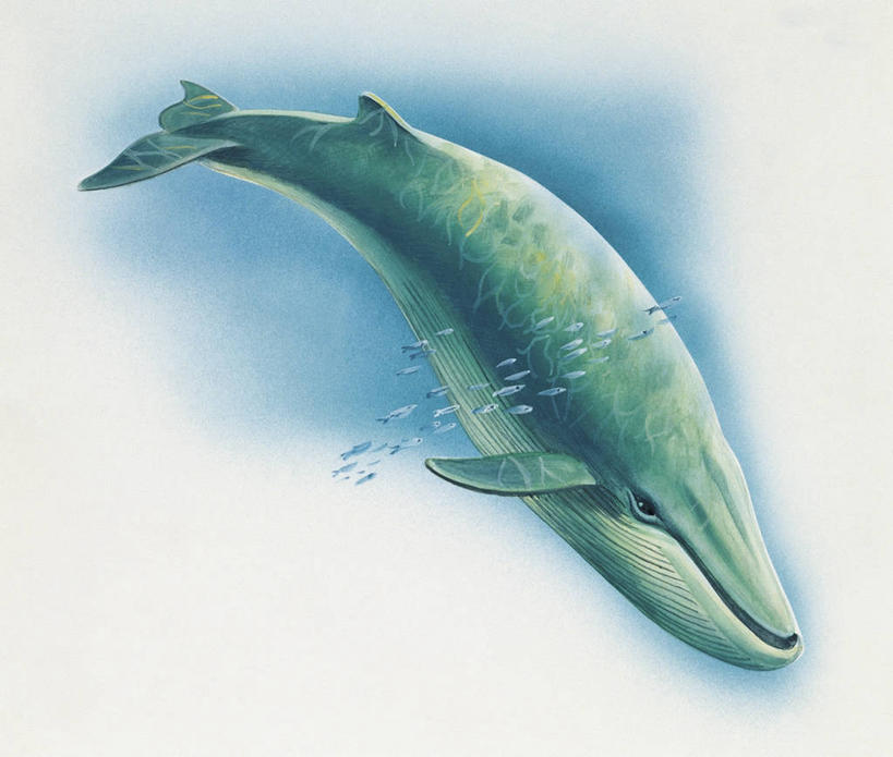 游泳,无人,横图,插画,特写,白色背景,数码,科技,水下,海洋,水,哺乳动物,野生动物,一群,许多,阴影,网络,鱼群,很多,高光,几何,计算机图形,合成,图像,图画,画,白色,动物,鲸,电脑合成图,数码合成图,生物学,合成图,主题,蓝鲸,漫画,计算机制图,写实,具体,具象,构图,彩图,时空,动物学