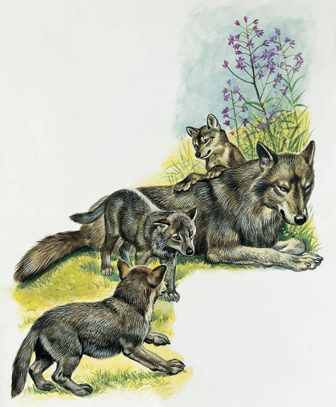 无人,竖图,插画,室外,特写,白天,旅游,度假,数码,科技,美景,森林,植物,哺乳动物,狼,野生动物,四只,阴影,网络,景观,高光,几何,计算机图形,合成,图像,图画,娱乐,画,草,花,自然,动物,享受,休闲,概念,生物,景色,放松,保护,电脑合成图,数码合成图,生物学,合成图,关爱,自然风光,野狗,幼兽,主题,凶猛,漫画,计算机制图,写实,具体,具象,构图,濒危物种,残暴,凶残,灰狼,彩图,时空,犬科动物,动物学,林区