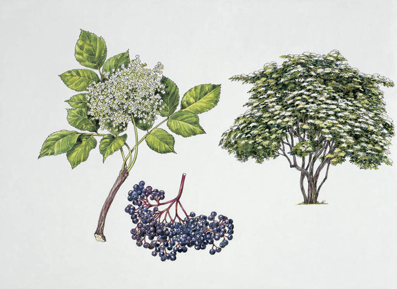 无人,横图,插画,特写,白色背景,数码,科技,植物,浆果,水果,叶子,阴影,科学,网络,食品,茎,草药,药草,枝,高光,几何,计算机图形,串,合成,图像,图画,中药,画,花,树,树木,排列,绿色,白色,自然,概念,摄影,影棚,生长,成长,灌木,电脑合成图,数码合成图,生物学,合成图,摄影棚,主题,药材,中草药,漫画,接骨木,计算机制图,中药材,本草,落叶树,写实,具体,具象,构图,草珊瑚,接骨金粟兰,九节茶,九节风,九节花,肿节风,竹节茶,彩图,影棚拍摄,拍摄