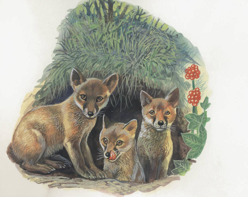 无人,横图,插画,室外,特写,白天,数码,科技,森林,植物,哺乳动物,狐狸,野生动物,叶子,三只,阴影,科学,网络,高光,几何,计算机图形,合成,图像,图画,画,草,花,动物,伸舌头,概念,生物,电脑合成图,数码合成图,生物学,合成图,野狗,幼兽,主题,狡猾,漫画,计算机制图,写实,具体,具象,构图,狡诈,红狐,彩图,时空,动物学,林区,脊椎动物亚门