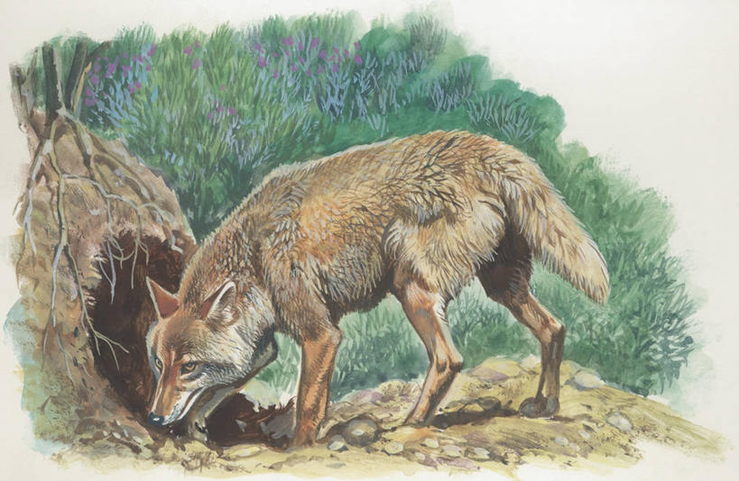 无人,站,横图,插画,室外,特写,白天,数码,科技,森林,哺乳动物,野生动物,阴影,科学,网络,根部,高光,几何,计算机图形,合成,图像,图画,画,草,动物,生物,电脑合成图,数码合成图,生物学,合成图,野狗,主题,漫画,计算机制图,丛林狼,写实,具体,具象,构图,彩图,时空,动物学,林区,脊椎动物亚门