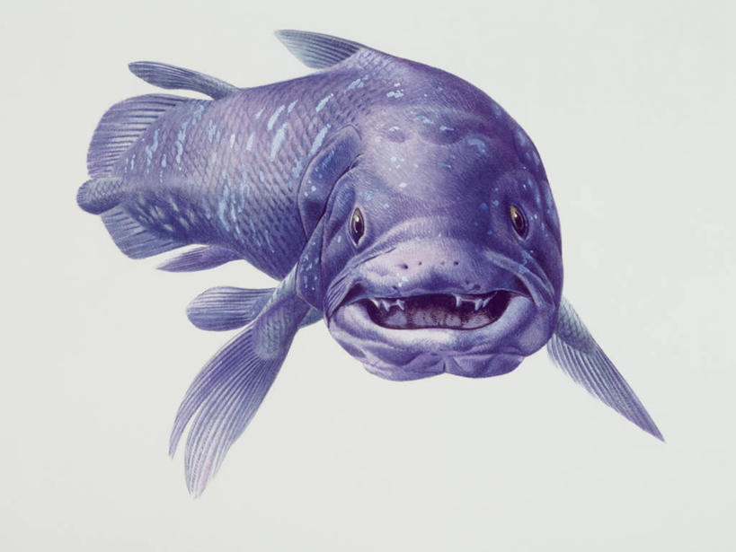 无人,横图,插画,特写,白色背景,数码,科技,野生动物,阴影,科学,网络,高光,几何,计算机图形,合成,图像,图画,历史,鱼类,画,紫色,白色,动物,概念,生物,电脑合成图,数码合成图,生物学,合成图,主题,咸水鱼,漫画,远古,计算机制图,写实,具体,具象,构图,三叠纪,进化,地质学,自然地理,彩图,年代,腔棘鱼,地质年代,地质时代,时代,显生宙,中生代,动物学,过去,古生物学,脊椎动物亚门