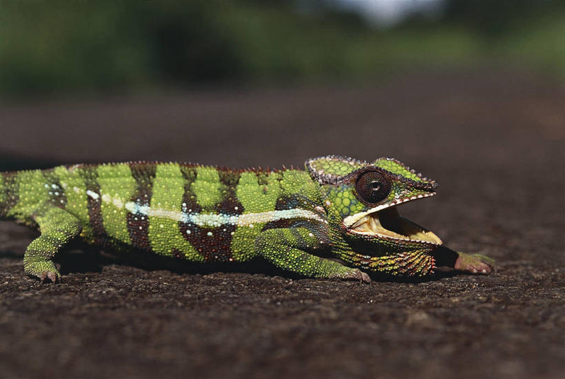 无人,横图,室外,特写,白天,变色龙,野生动物,蜥蜴,条纹,图像,动物,生物,摄影,生物学,主题,构图,豹纹变色龙,式样,彩图,时空,动物学,脊椎动物亚门