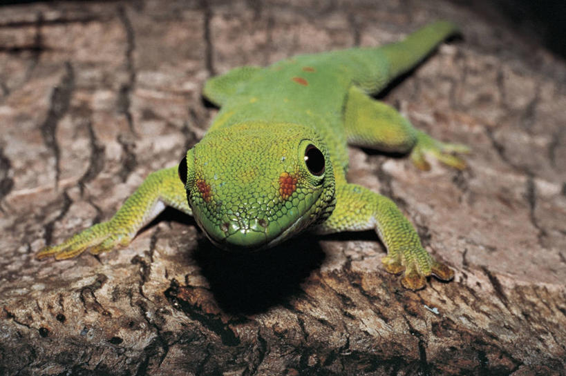 无人,横图,室外,特写,夜晚,正面,壁虎,野生动物,蜥蜴,蜘蛛,图像,树,树干,动物,概念,生物,摄影,主题,生存,视角,狼蛛,构图,彩图,时空,脊椎动物亚门