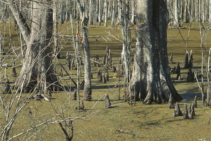 无人,横图,室外,白天,旅游,度假,美景,森林,植物,柏树,松树,阴影,科学,沙子,景观,图像,娱乐,草,树,树干,自然,享受,休闲,概念,景色,放松,摄影,生长,部分,生物学,自然风光,主题,坚定,自然现象,长寿,贞洁,构图,水松,彩图,时空,林区