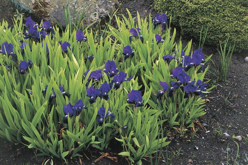 无人,横图,俯视,室外,特写,白天,爱情,友谊,叶子,鸢尾花,图像,自然,概念,摄影,生长,鸢尾,清新,主题,视角,紫蝴蝶,蓝蝴蝶,扁竹花,构图,彩图,高角度拍摄,爱丽丝,爱丽丝花,时空