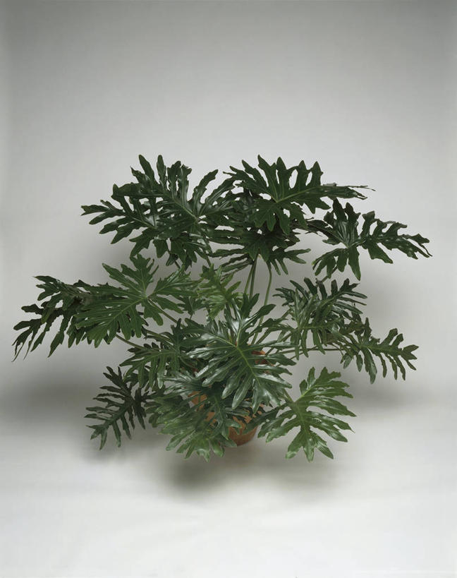 无人,竖图,室内,特写,微生物,叶子,科学,细菌,图像,自然,生物,摄影,生物学,水生植物,主题,生命体,构图,彩图,影棚拍摄,时空,原核生物