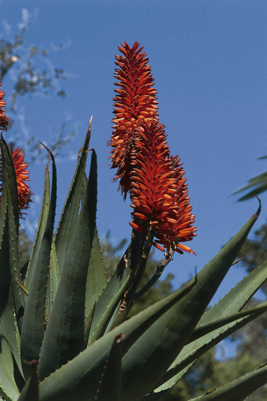 无人,竖图,室外,特写,白天,仰视,美景,植物,芦荟,叶子,景观,图像,红色,天空,自然,概念,生物,景色,摄影,生长,自然风光,主题,视角,万里无云,罗帷草,讷会,奴会,象鼻莲,象胆,构图,彩图,低角度拍摄,肉质植物,时空,油葱