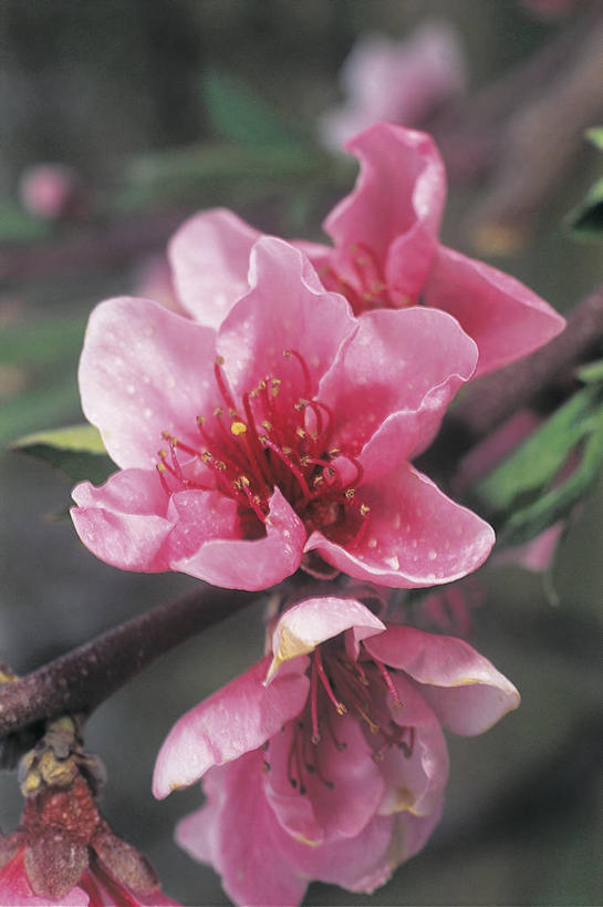 无人,竖图,室外,特写,白天,樱花,水果,果树,枝,图像,花,花瓣,花朵,桃树,自然,概念,桃,摄影,生长,脆弱,雄蕊,清新,主题,构图,彩图,时空