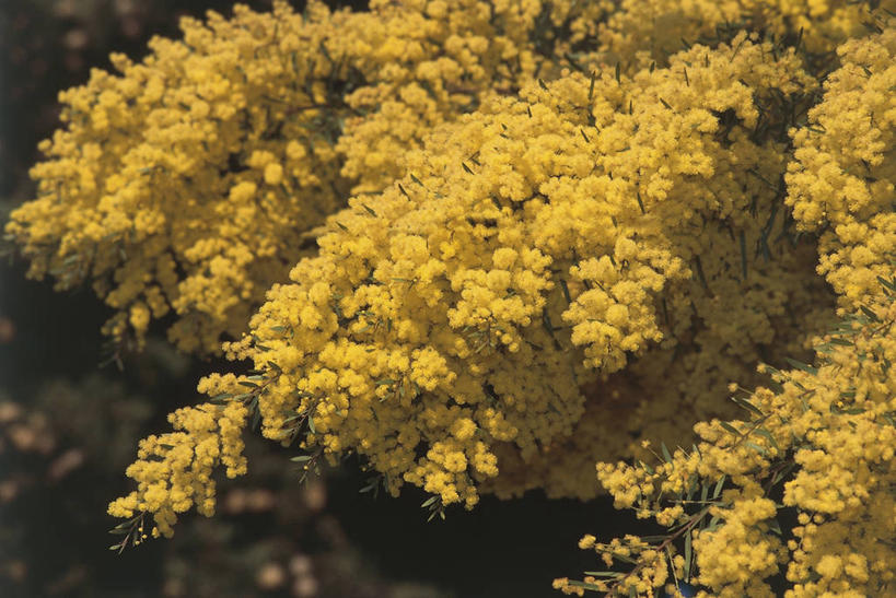 无人,横图,室外,特写,白天,美景,植物,科学,景观,图像,树,自然,插花,花束,概念,景色,摄影,生长,生物学,自然风光,主题,豌豆系,豆科植物,构图,金合欢,金合欢树,彩图,时空