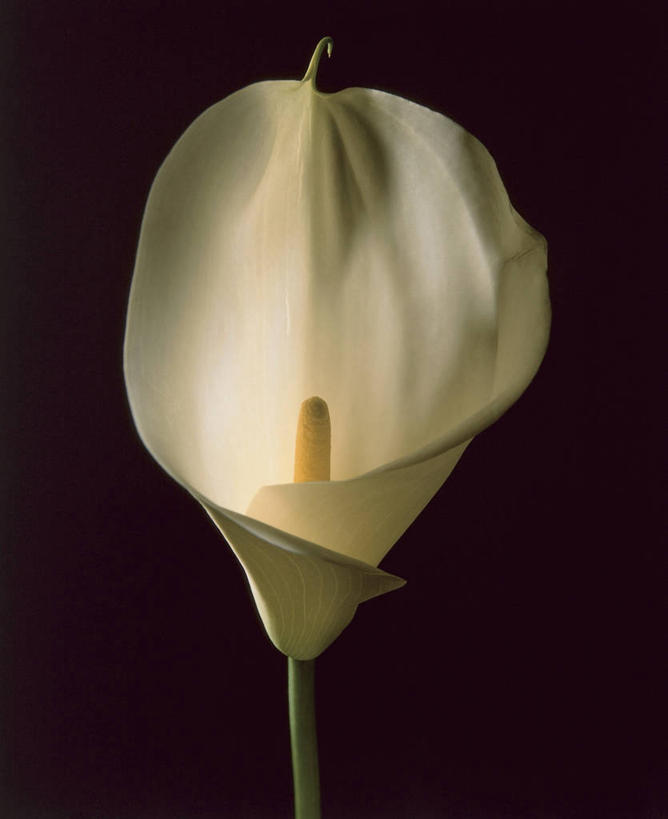 无人,竖图,室内,特写,美景,植物,马蹄莲,微生物,黑色背景,细菌,景观,花,花瓣,花朵,自然,生物,景色,摄影,生长,生物学,雄蕊,自然风光,生命体,彩图,影棚拍摄,原核生物