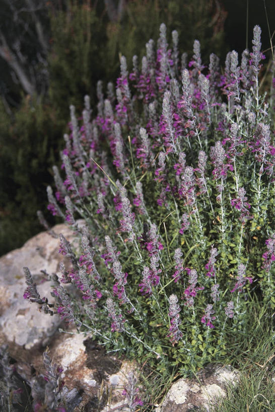 无人,竖图,室外,特写,白天,旅游,度假,美景,植物,叶子,景观,娱乐,花,花朵,自然,享受,休闲,景色,放松,摄影,生长,自然风光,樟脑草,岩石,彩图