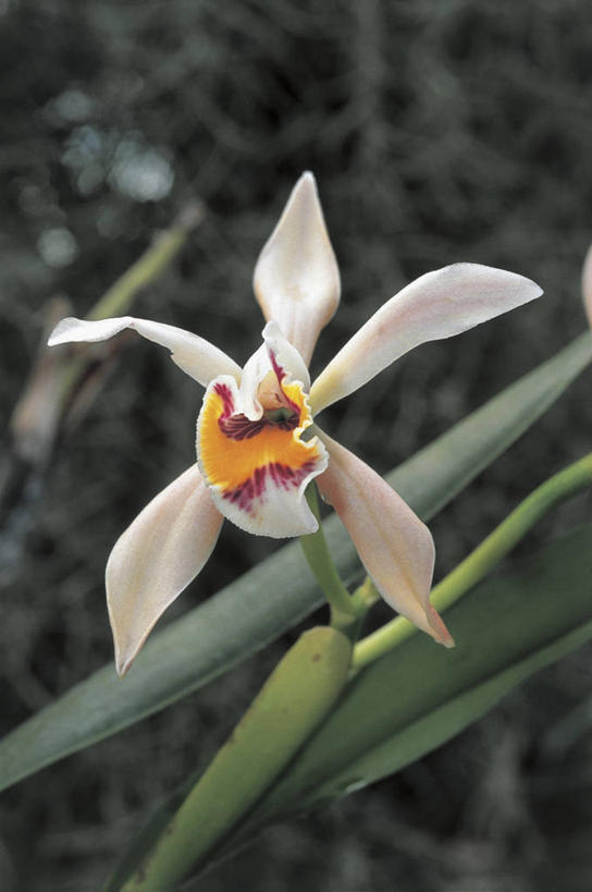 无人,竖图,室外,特写,白天,植物,叶子,花瓣,自然,摄影,生长,洋兰,兰花,彩图