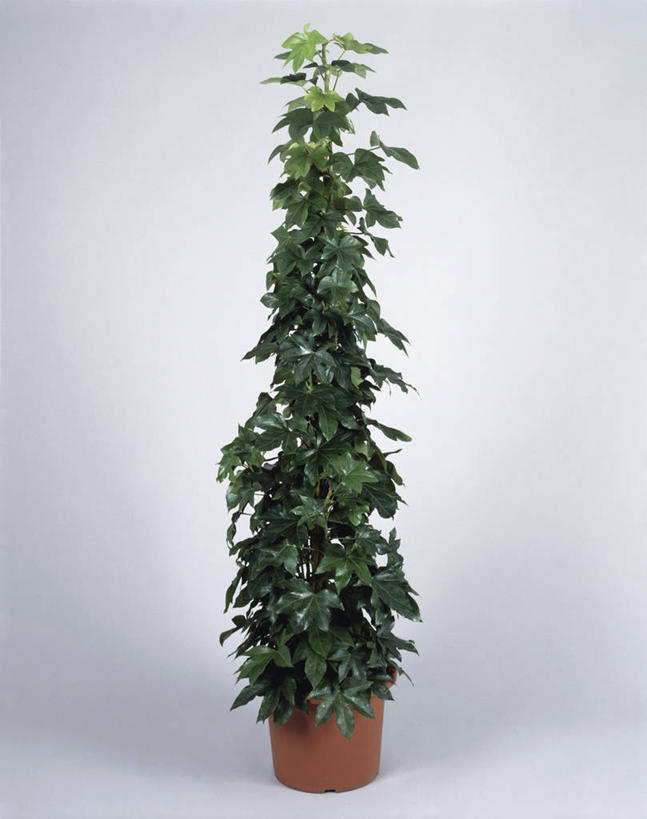 无人,竖图,室内,特写,植物,叶子,花盆,园艺,常春藤,一个,自然,摄影,生长,单个,五加科,彩图,影棚拍摄