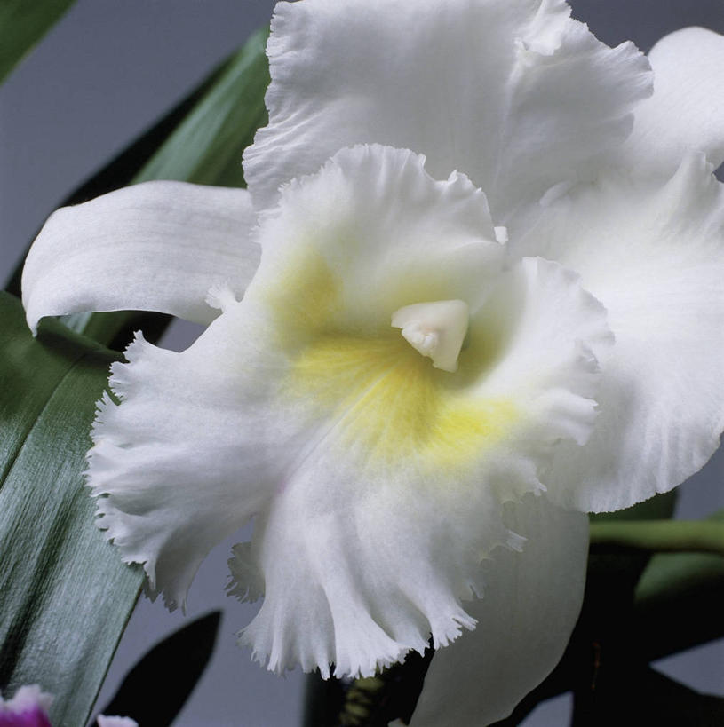 无人,方图,室内,特写,植物,叶子,花瓣,白色,自然,摄影,生长,洋兰,兰花,彩图