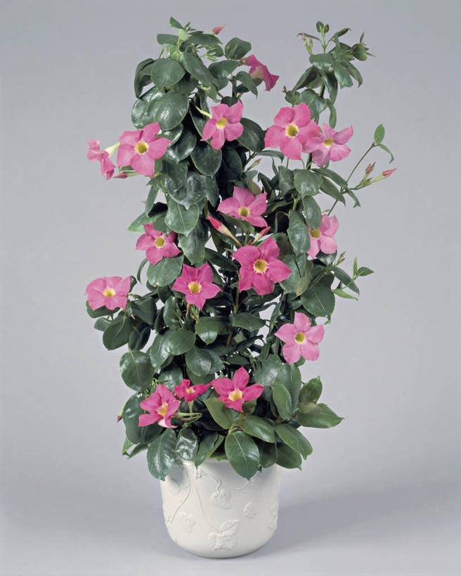 无人,竖图,室内,特写,植物,叶子,盛开,花蕾,赤素馨花,花,花瓣,花朵,茉莉,鲜花,一朵,一个,粉色,花苞,花蕊,摄影,生长,单个,彩图,影棚拍摄