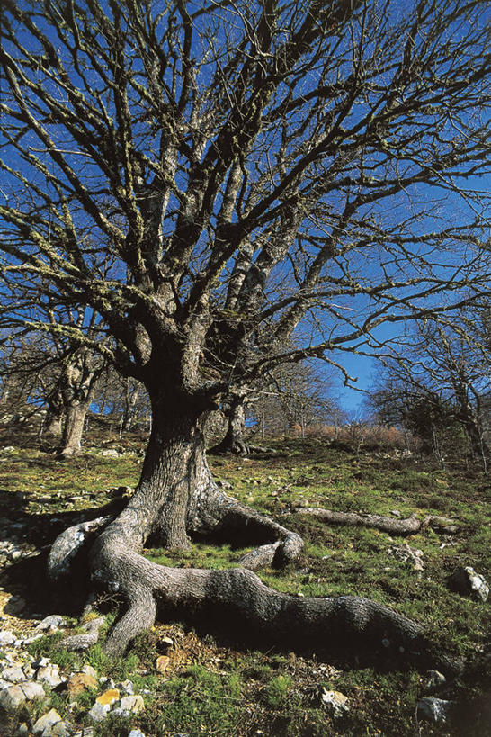 无人,竖图,室外,白天,旅游,度假,美景,森林,意大利,欧洲,景观,枝,娱乐,树,古树,天空,自然,享受,休闲,景色,放松,季节,摄影,环境,西西里,地中海文化,自然风光,橡树,改变,意大利文化,万里无云,彩图