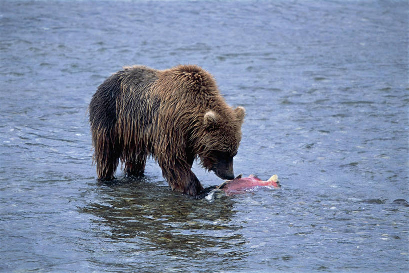 无人,站,横图,室外,白天,河流,哺乳动物,野生动物,美国,波纹,反射,动物,摄影,北美,阿拉斯加,濒危物种,棕熊,彩图