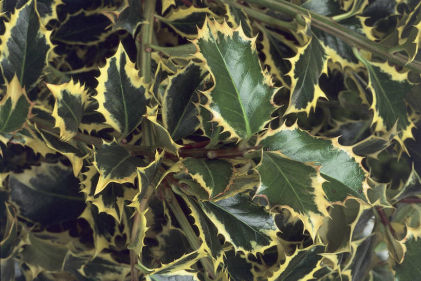 无人,横图,室外,特写,白天,叶子,茎,冬青树,自然,摄影,生长,生物学,叶脉,彩图