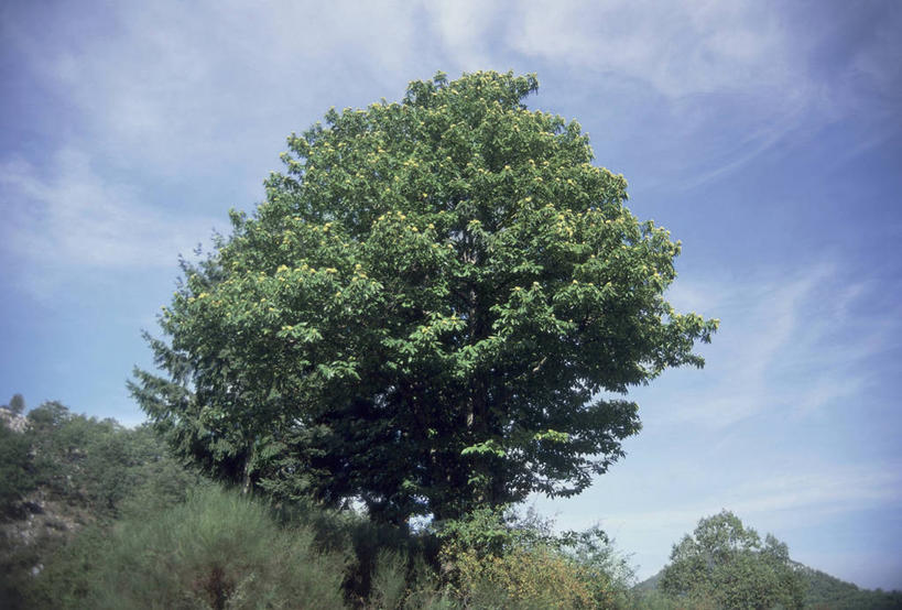 无人,横图,室外,白天,仰视,旅游,度假,美景,山,景观,娱乐,饮食,树,天空,自然,享受,休闲,景色,放松,摄影,宁静,生物学,自然风光,山毛榉,麻栎金刚,山毛榉树,栗树,彩图,低角度拍摄,壳斗