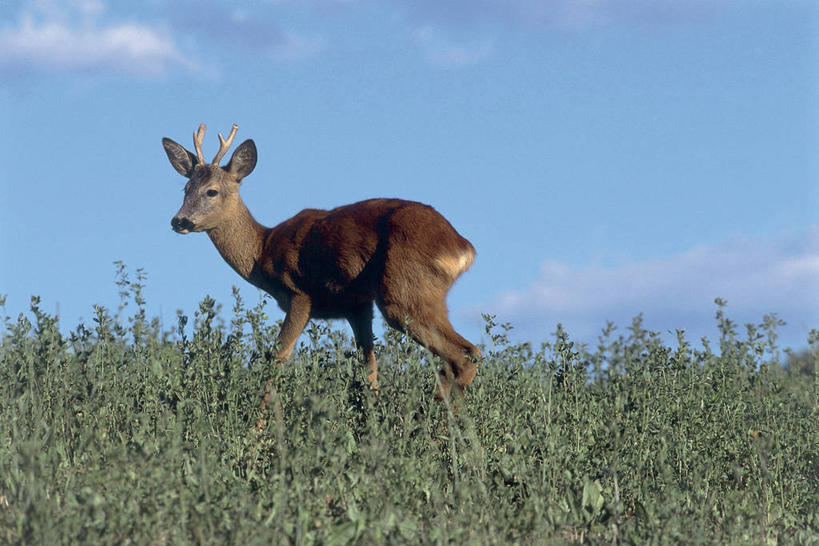 无人,横图,室外,白天,侧面,旅游,度假,美景,森林,哺乳动物,鹿,野生动物,意大利,欧洲,景观,田地,云,娱乐,草,天空,自然,动物,享受,休闲,景色,放松,可爱,摄影,活泼,食草动物,国家公园,地中海文化,自然风光,意大利文化,狍,彩图