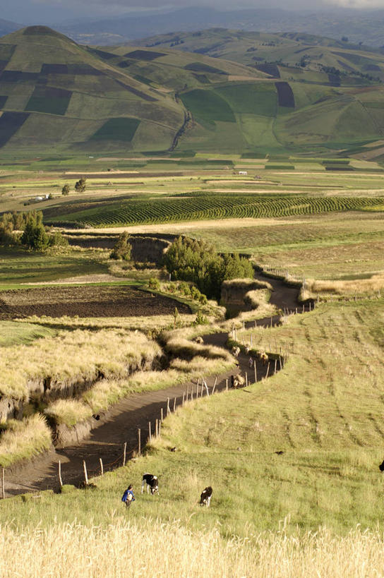 三个人,站,竖图,俯视,室外,白天,火山,山,路,厄瓜多尔,四只,形状,弯曲,地形,田地,拿着,草,树,自然,职业,家畜,南美,运输,摄影,食草动物,环境,南美洲,拉丁美洲,运送,美洲,驴,自然现象,偶蹄目,亚美利加洲,南亚美利加洲,驴子,厄瓜多尔共和国,活火山,死火山,彩图,高角度拍摄,旅行,钦博拉索山