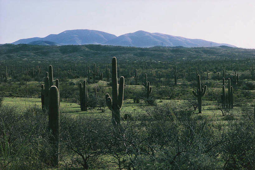 无人,横图,室外,白天,旅游,度假,美景,沙漠,山,仙人掌,墨西哥,地平线,地形,景观,辽阔,地面,娱乐,风景,自然,享受,休闲,广阔,景色,放松,摄影,一望无际,拉丁美洲,自然风光,延伸,天地相交,索诺拉州,无边无际,一马平川,彩图,肉质植物