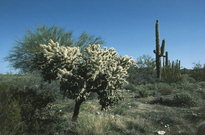 无人,横图,室外,白天,旅游,度假,美景,沙漠,仙人掌,墨西哥,地形,景观,娱乐,树,风景,天空,自然,享受,休闲,景色,放松,摄影,灌木,气候,拉丁美洲,自然风光,万里无云,索诺拉州,彩图,肉质植物