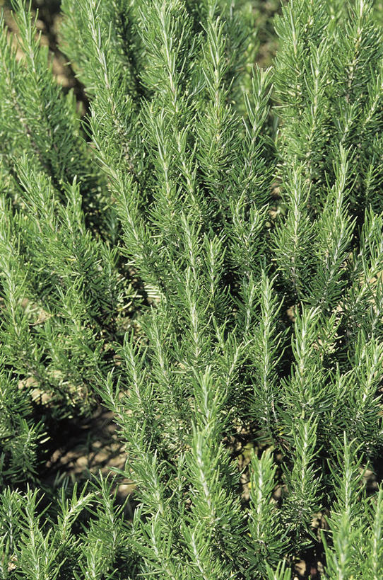 无人,竖图,室外,白天,植物,叶子,丰富,科学,自然,摄影,环境,迷迭香,生物学,草本,彩图,全画面,全框架,全帧,全画幅