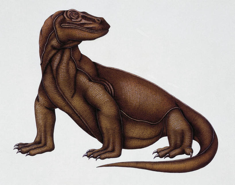 无人,坐,横图,白色背景,野生动物,蜥蜴,白色,自然,动物,恐龙,环境,石龙子,泉龙,猪婆蛇,四脚蛇,蜴,巨蜥,古代史,地质学,史前时代,彩图,过去,古生物学