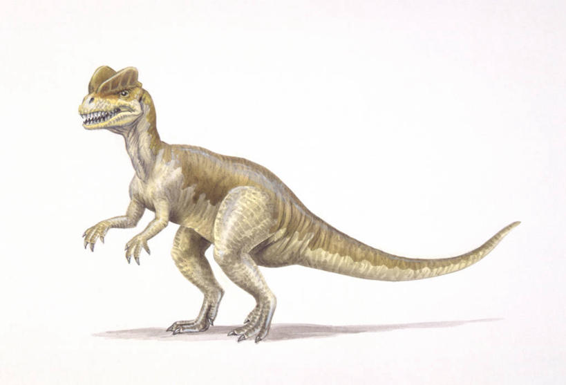 无人,站,横图,插画,白色背景,侧面,数码,科技,野生动物,阴影,网络,高光,几何,计算机图形,合成,图画,历史,画,白色,动物,恐龙,电脑合成图,数码合成图,合成图,漫画,写实,具体,具象,侏罗纪,古代史,地质学,史前时代,彩图,双脊龙,中生代,过去,古生物学