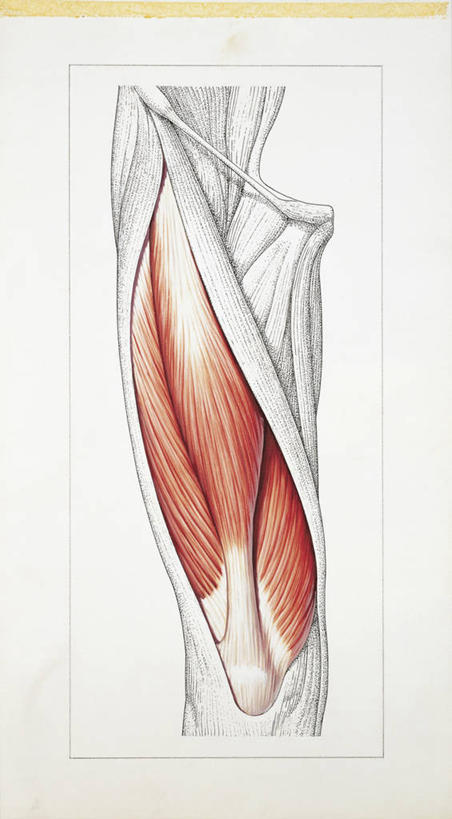 肌肉,腿,健壮,无人,竖图,插画,白色背景,数码,科技,阴影,科学,网络,高光,几何,计算机图形,合成,图画,画,白色,健康,活力,力量,人体,青春,部分,电脑合成图,数码合成图,生物学,强壮,合成图,韧带,漫画,写实,具体,具象,四头肌,四肢,人体结构,彩图