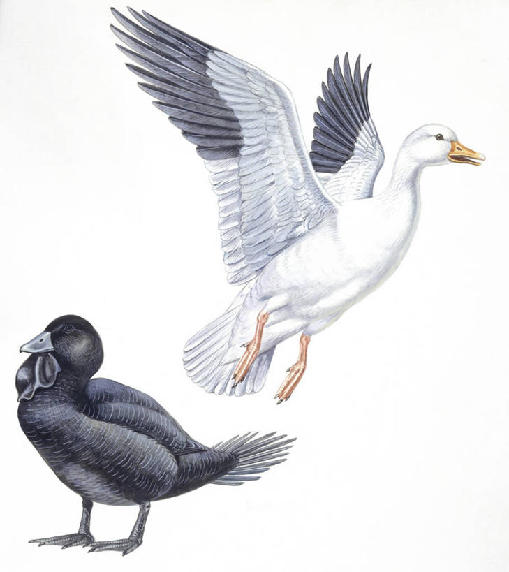 无人,竖图,插画,白色背景,数码,科技,鹅,野生动物,阴影,科学,网络,翅膀,鸟类,高光,几何,计算机图形,合成,图画,飞,画,白色,自然,动物,两只,环境,电脑合成图,数码合成图,生物学,雪雁,合成图,漫画,写实,具体,具象,彩图,动物学