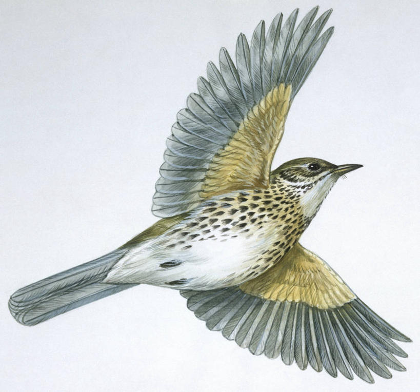 无人,横图,插画,白色背景,仰视,数码,科技,野生动物,阴影,科学,网络,画眉,鸟类,高光,几何,计算机图形,合成,图画,飞,画,白色,自然,动物,栖息,环境,电脑合成图,数码合成图,生物学,合成图,漫画,写实,具体,具象,彩图,低角度拍摄,动物学