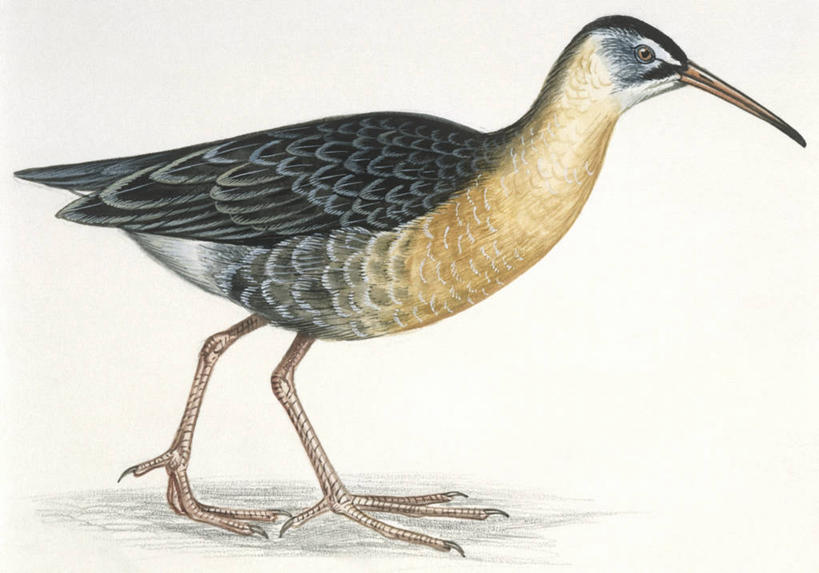 无人,横图,插画,白色背景,侧面,数码,科技,野生动物,阴影,科学,网络,鸟类,高光,几何,计算机图形,合成,图画,画,白色,自然,动物,环境,电脑合成图,数码合成图,生物学,合成图,漫画,写实,具体,具象,黑水鸡,步行,彩图,动物学