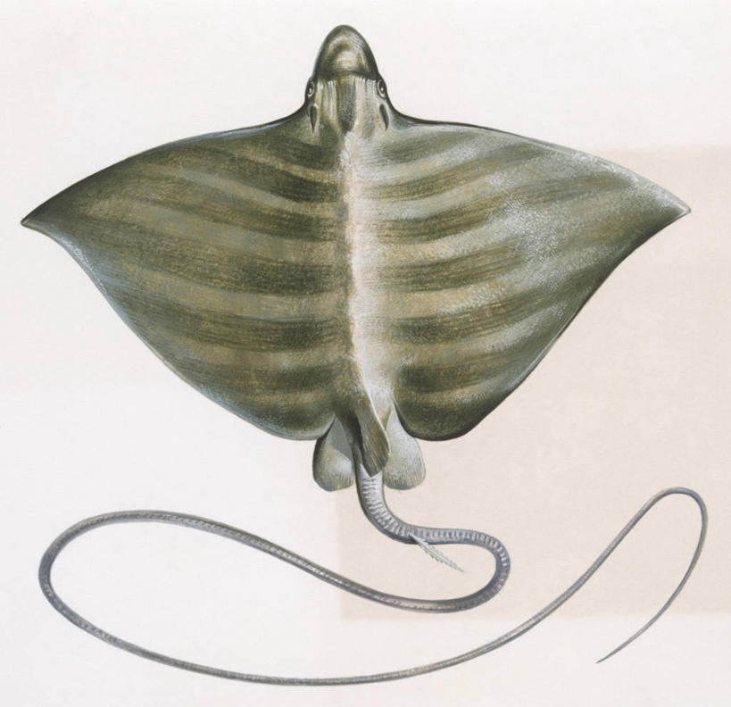 无人,横图,方图,俯视,插画,白色背景,数码,科技,阴影,科学,网络,高光,几何,计算机图形,合成,图画,鱼类,画,白色,自然,动物,鳐,环境,电脑合成图,数码合成图,生物学,合成图,漫画,魟,写实,具体,具象,彩图,高角度拍摄,动物学,软骨鱼纲