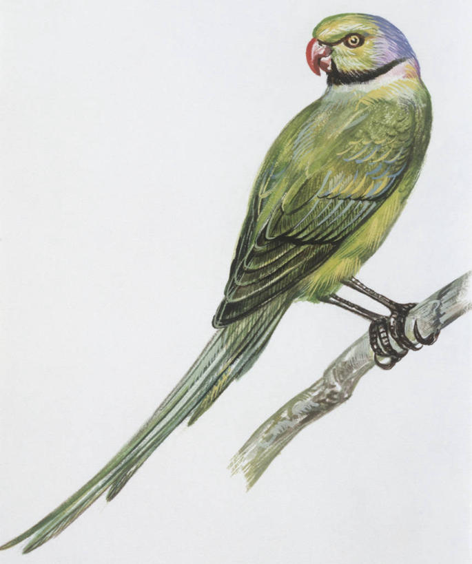 无人,竖图,插画,白色背景,侧面,数码,科技,野生动物,鹦鹉,阴影,科学,网络,枝,高光,几何,计算机图形,合成,图画,画,白色,自然,动物,栖息,环境,电脑合成图,数码合成图,生物学,合成图,漫画,写实,具体,具象,热带鸟,嫩枝,长尾鹦鹉,彩图,动物学