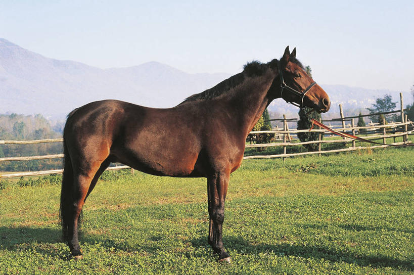 无人,横图,室外,白天,侧面,山,哺乳动物,马,貘,野生动物,科学,栅栏,篱笆,田地,草,自然,动物,家畜,运输,摄影,牲畜,环境,生物学,马具,彩图,动物学