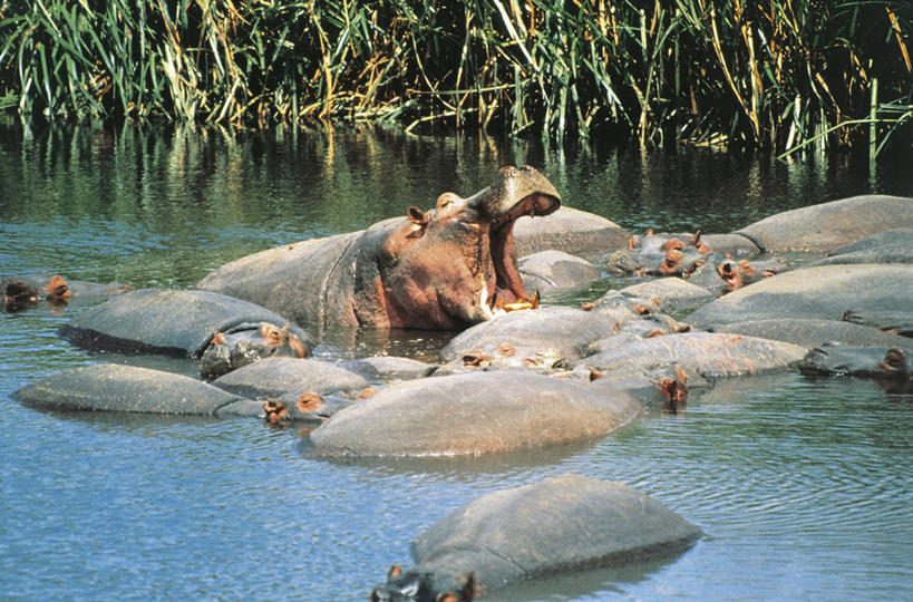 无人,横图,室外,白天,水,芦苇,哺乳动物,河马,野生动物,肯尼亚,科学,自然,动物,摄影,部分,环境,生物学,国家公园,偶蹄目,东非,自然保护区,濒危物种,彩图,马赛马拉,马赛马拉国家保护区,动物学