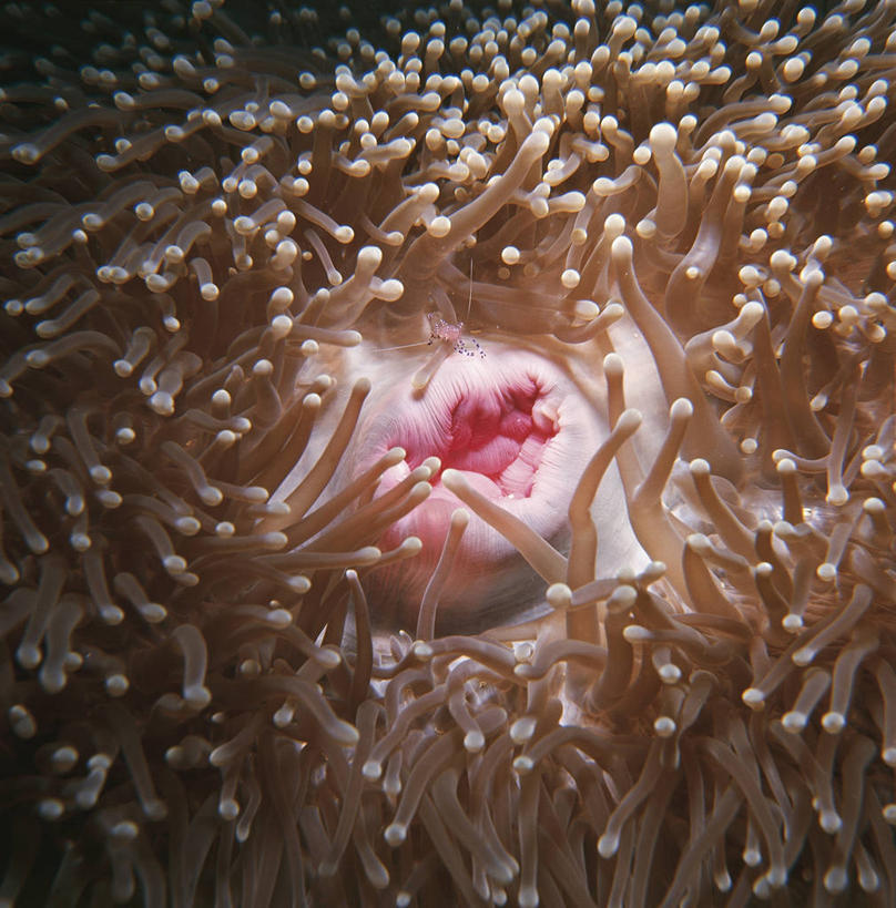 无人,竖图,方图,室外,水下,美景,海葵,野生动物,科学,触须,珊瑚,景观,无脊椎动物,自然,动物,景色,摄影,环境,生物学,自然风光,陷阱,刺胞动物,彩图,动物学