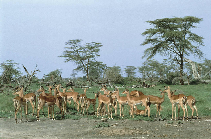 无人,站,横图,室外,白天,哺乳动物,野生动物,一群,许多,科学,羚羊,田地,很多,草,树,天空,动物,摄影,生物学,偶蹄目,黑斑羚,万里无云,岩羚,彩图,动物学